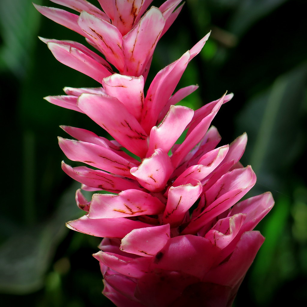 Ginger flower Pink ginger flower, seen in Hawaii Tropical … Flickr