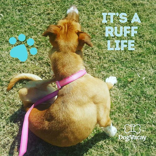 dogvaycay liberationintruth dog boarding dogboarding … Flickr