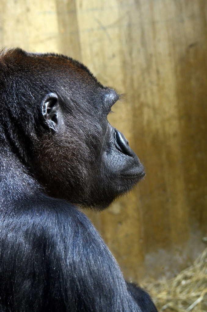 at the ape house Smithsonian National Zoo Mitchell Roth Flickr