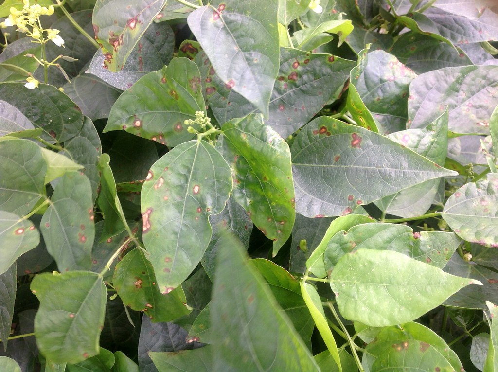 Lima bean (Phaseolus lunatus) Tan spot caused by Phoma exigua var