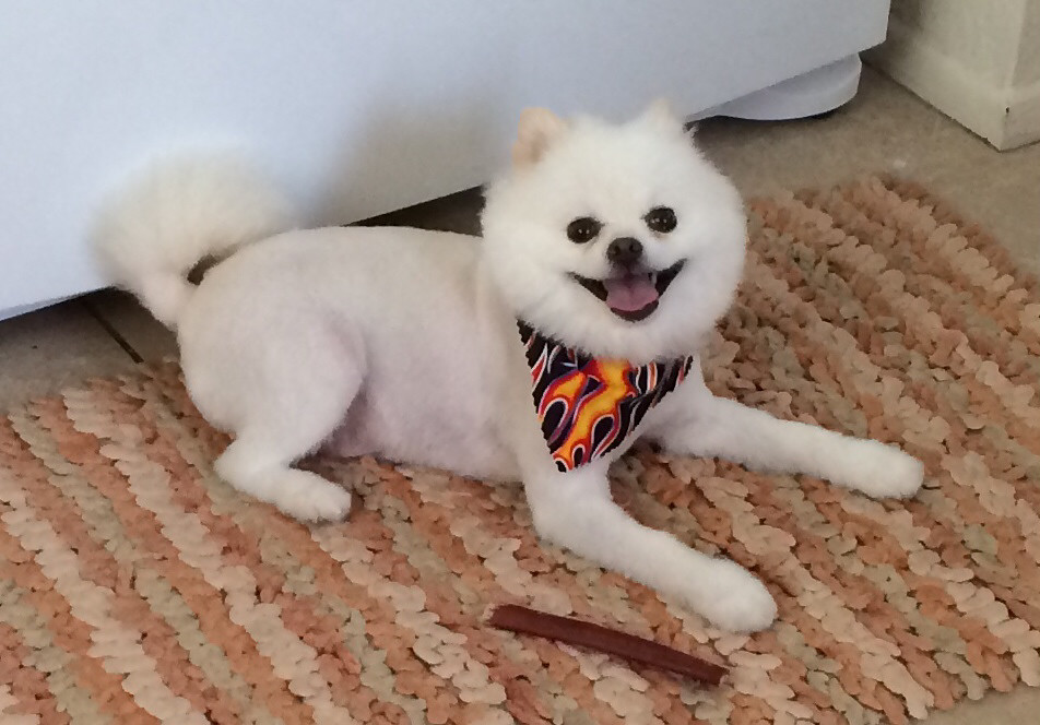 baby Sir Tuckid white Pomeranian haircut day (bam ba