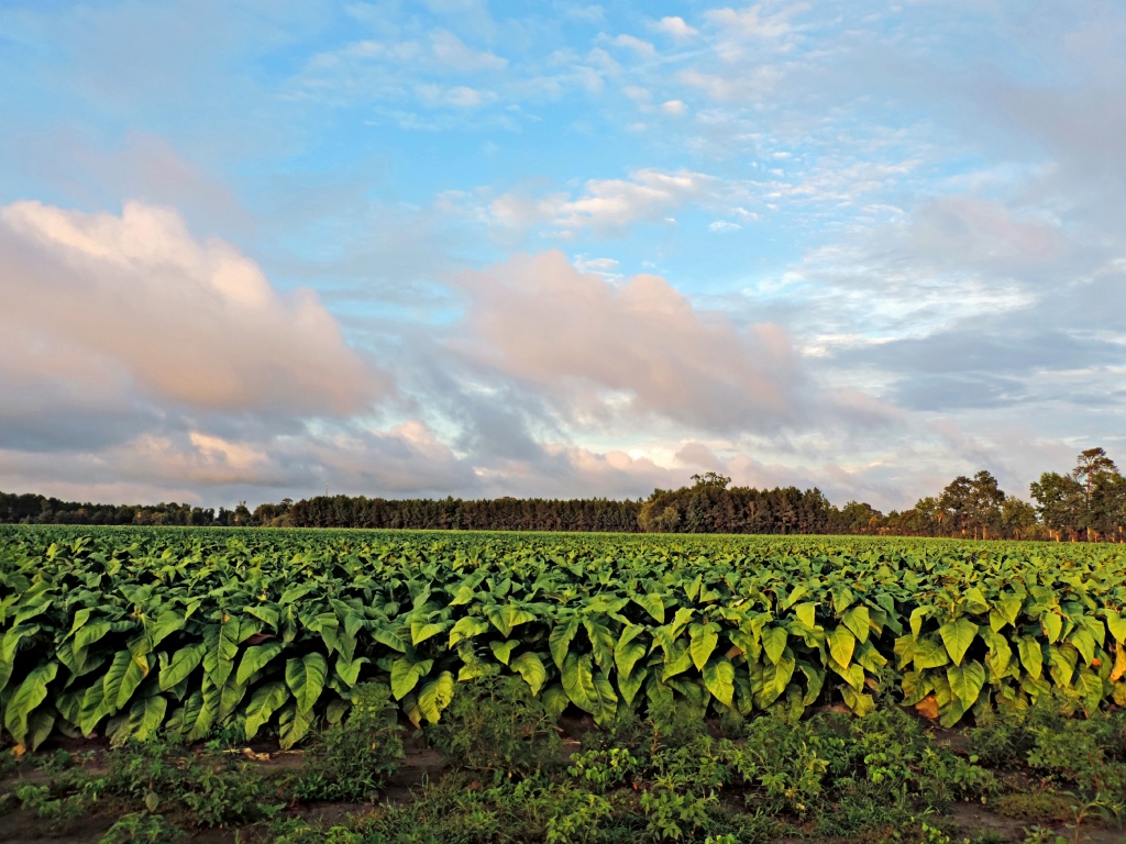 Tobacco Fields at Sunset and Passing Storm Clouds Flickr