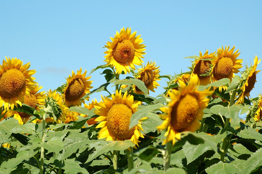 Sunflowers Grinter's Sunflower Farm, Lawrence, KS Stephanie
