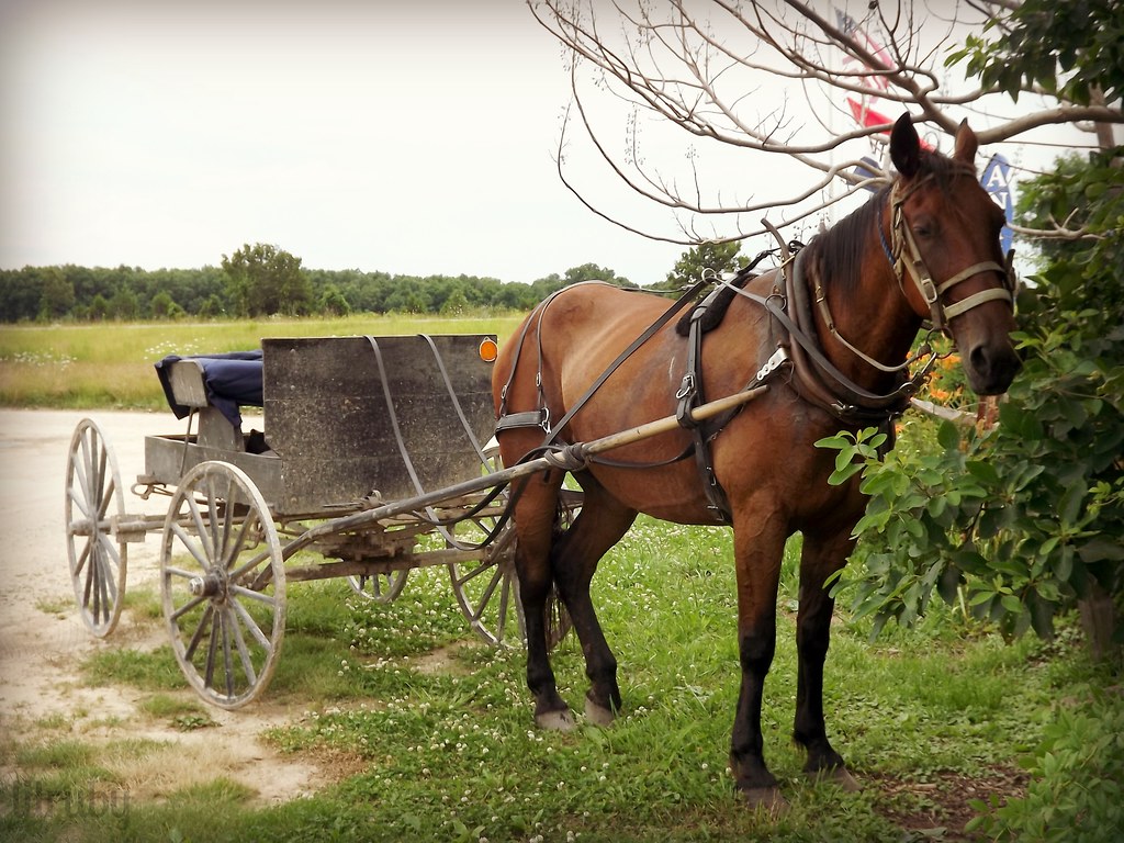 Amish horse and buggy Amish horse and buggy, Seymour, MO Flickr