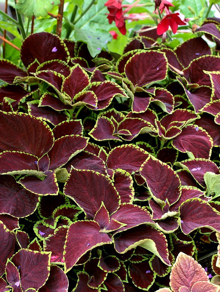 Coleus 'Chocolate Mint' Annie's Annuals & Perennials Flickr