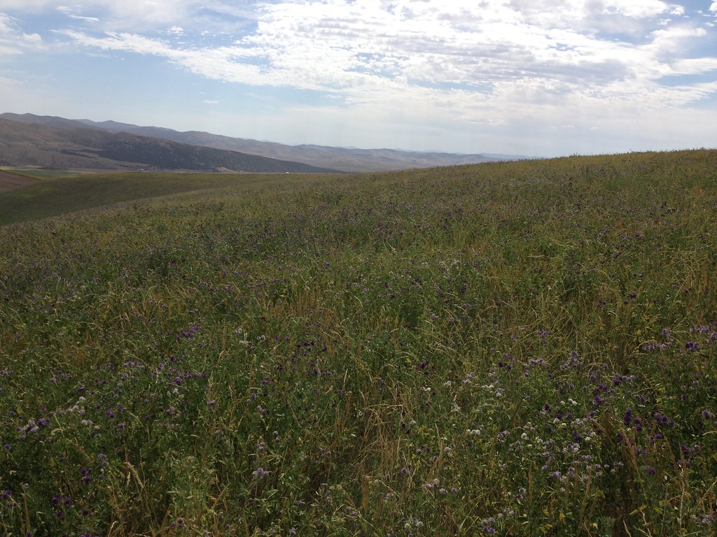 Restoring Native Grasses for Idaho's Wildlife Idaho Fish and Game