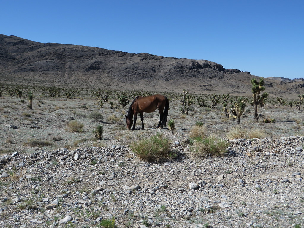 Wild Horses, Cold Creek Road En Route to Cold Creek, Nevad… Flickr