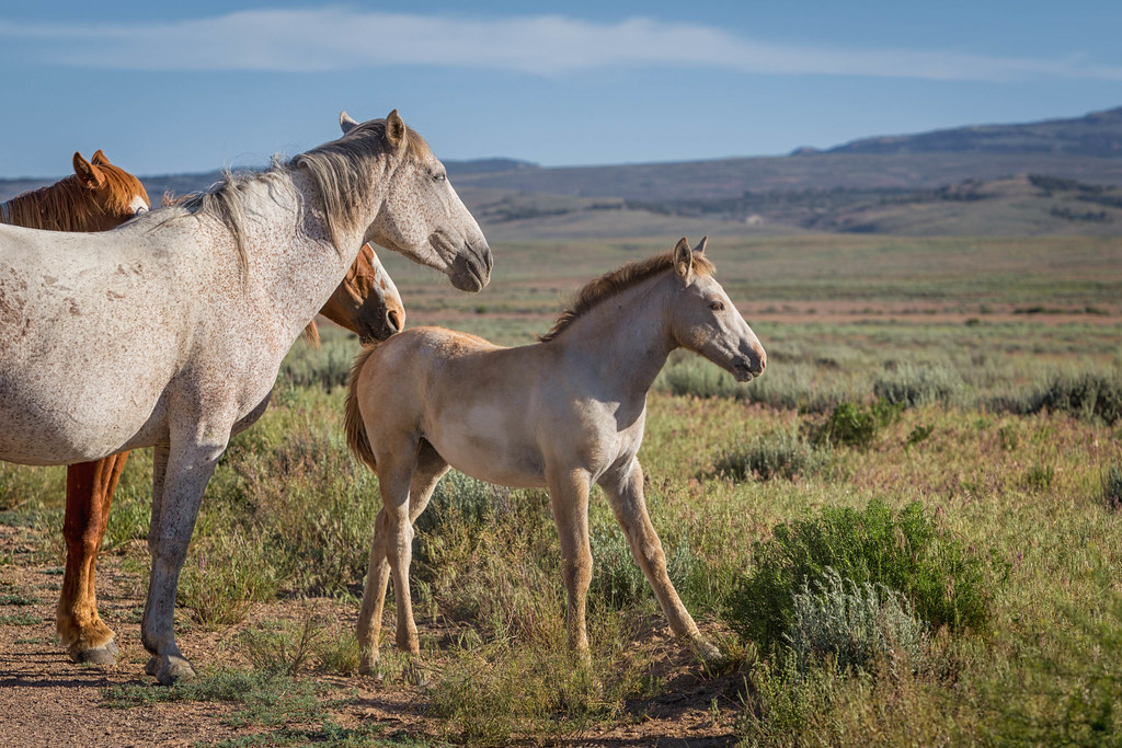 Sand Wash Basin Wild Horses at Sand Wash Basin, Colorado. Hans Watson Flickr