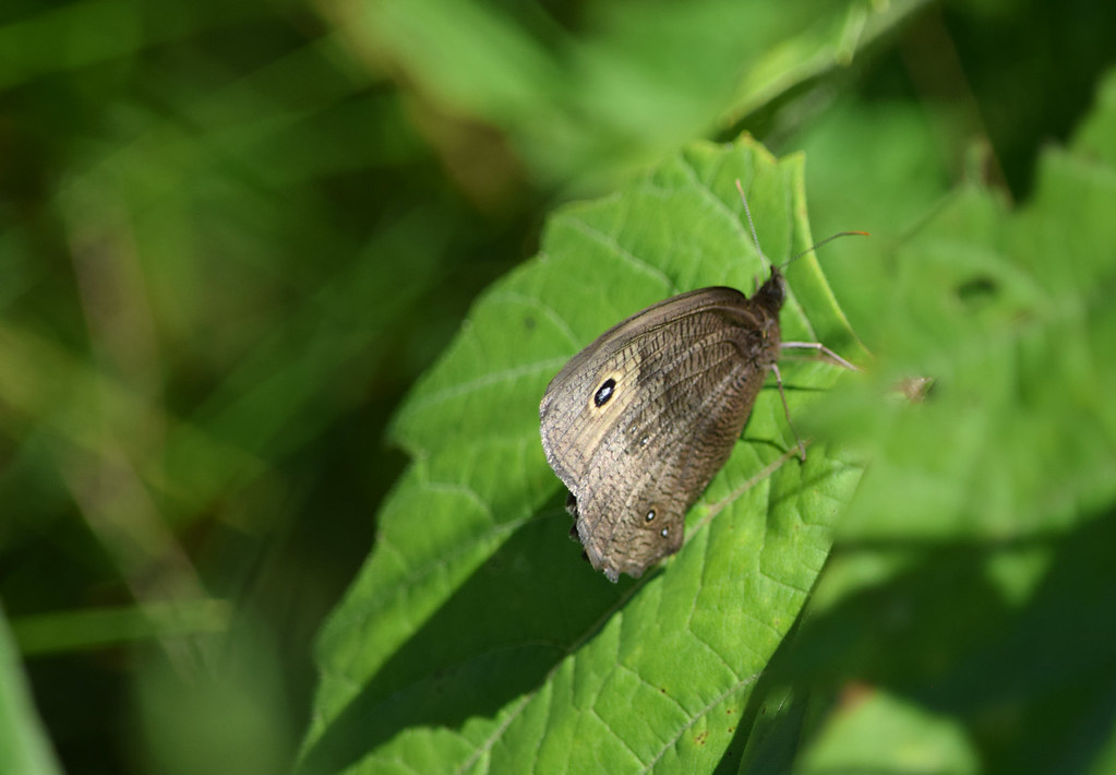 Common WoodNymph Common WoodNymph (Cercyonis pegala), St… Flickr