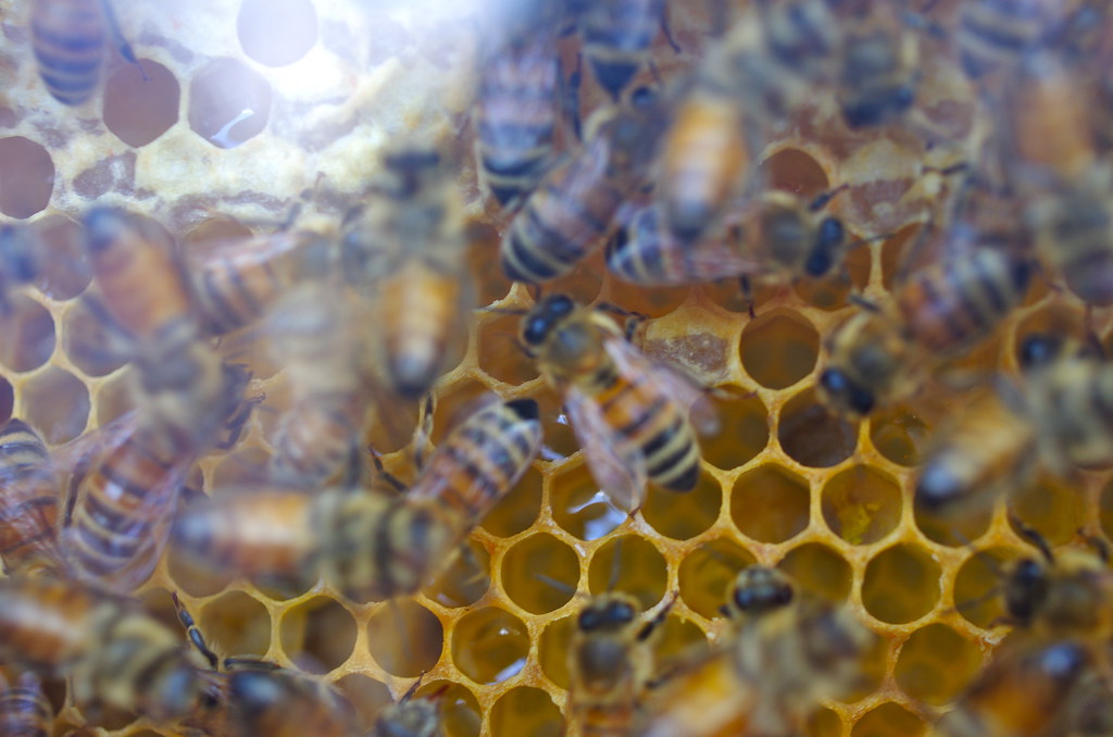 IMGP9536 Bee market; the hives [Museum voor Volkenkunde, S… Flickr