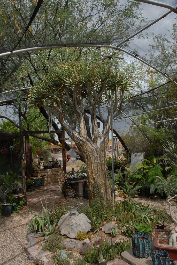 20140717 Plants for the Southwest in Tucson Aloe barbera… Flickr