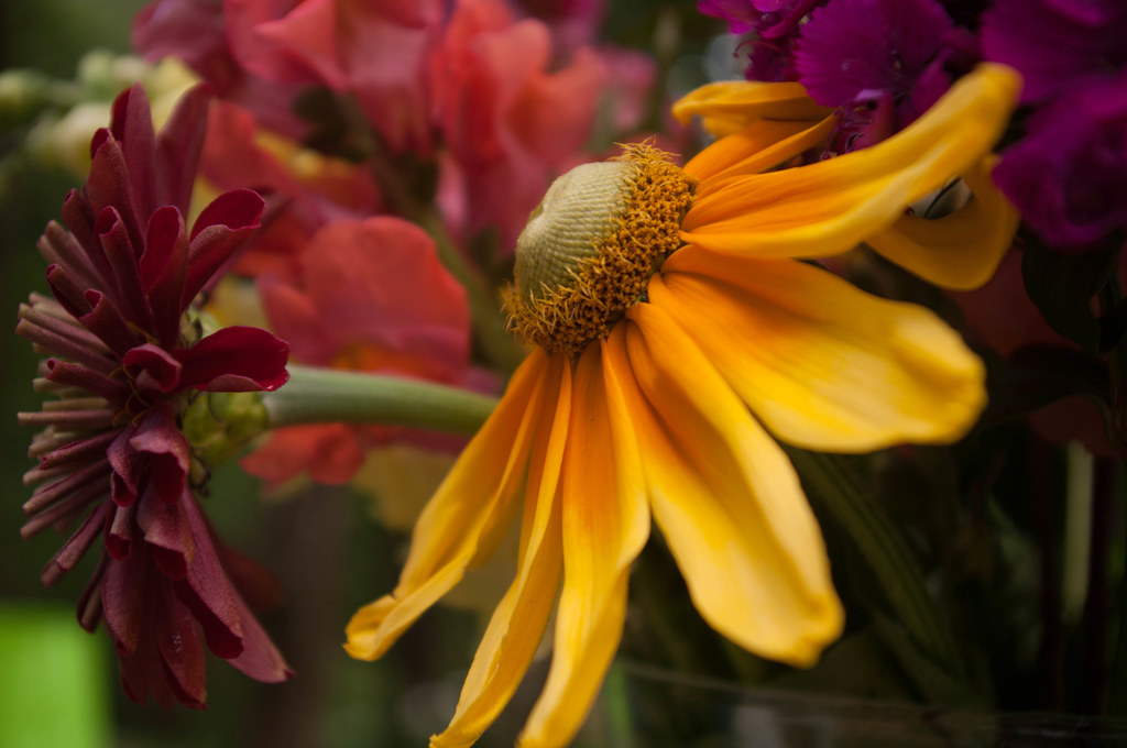 rudbeckia flowers Samantha Forsberg Flickr