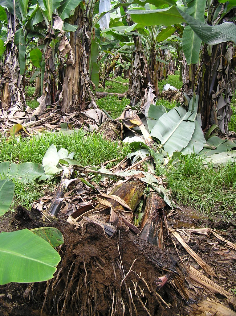 Toppling of banana caused by Radopholus similis (the burrowing nematode