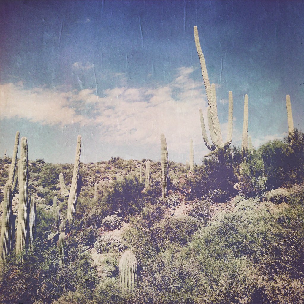 Black Canyon Trail saguaros Kevin Schraer Flickr