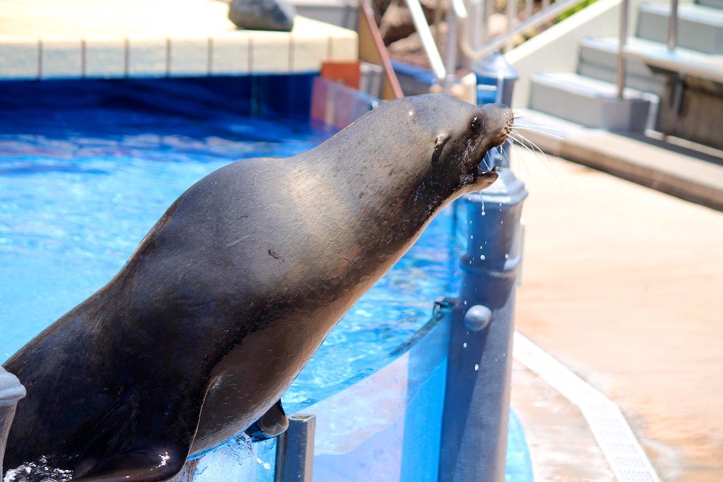 Sea Lions Live at SeaWorld San Diego Rachel Elaine Flickr