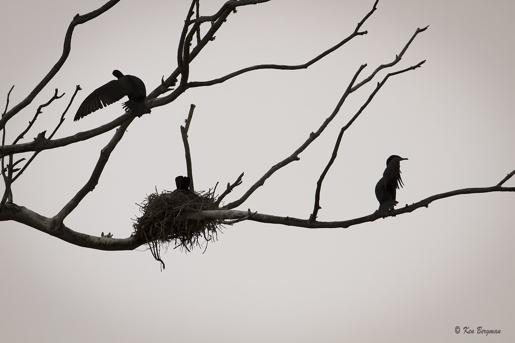 cormorant roost at dusk Morro Bay (park near estuary) May… Flickr