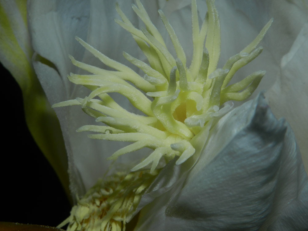Hylocereus monacanthus (Lem.) Britton & Rose Vascular Plan… Flickr