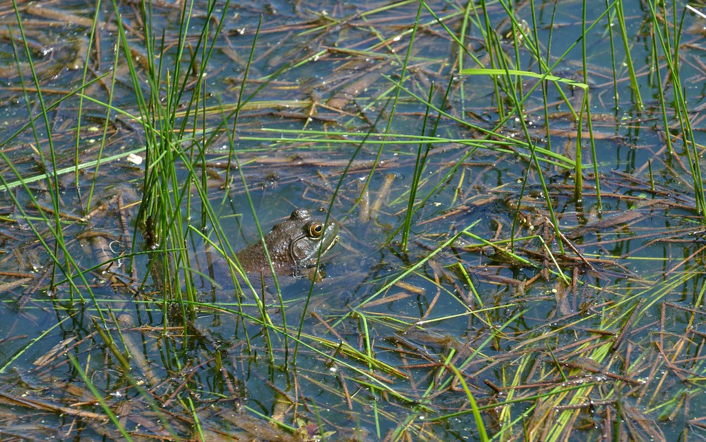Bullfrog A bullfrog hunting and hoping to remain unseen by… Flickr