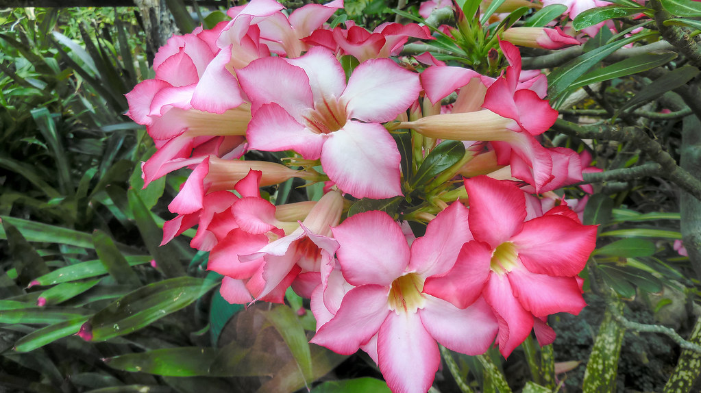 Wüstenrose | Adenium obesum, auch Wüstenrose genannt, ist ei… | Flickr
