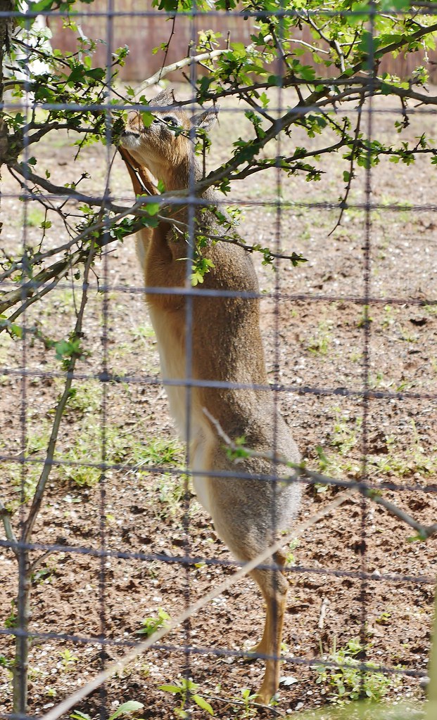 Standing Deer Ethan Schofield Flickr