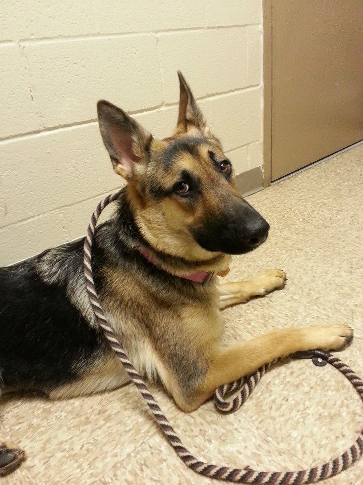 "It Is What It Is" HDT Trained The Houston Dog Trainer Flickr