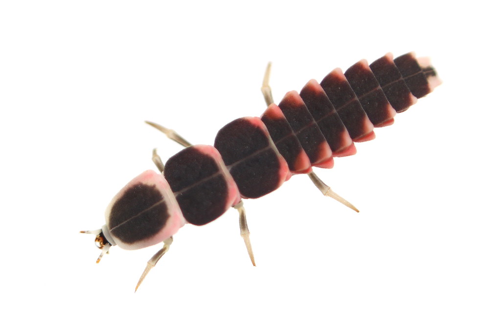 California Pink Glowworm (Microphotus angustus) Larva stevenw12339