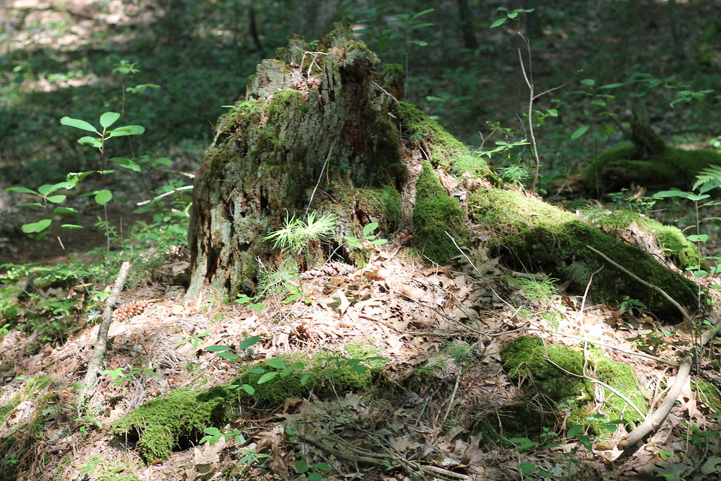 Shattuck Reservation Bay Circuit Trail, Medfield MA Chris Rich Flickr