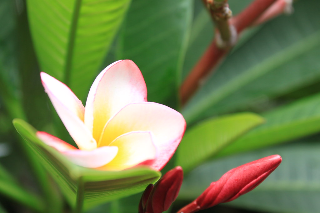 Kalachuchi Manila, Philippines; Flower for the Dead Maehem Media
