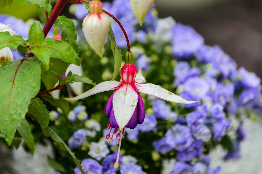 Flowers June 2015 I.T.P. Flickr