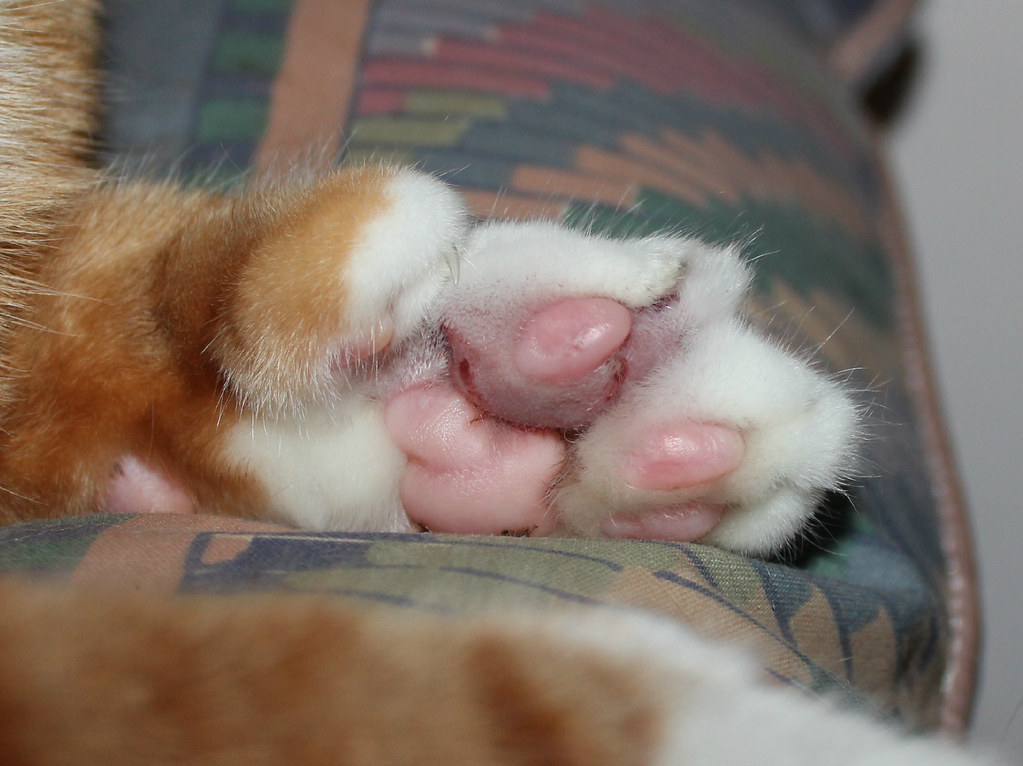 Charlie's Injured Left Polydactyl Paw Note the abscess swe… Flickr
