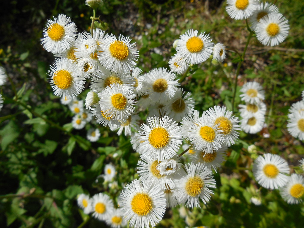 Philadelphia Fleabane Erigeron philadelphicus Flickr