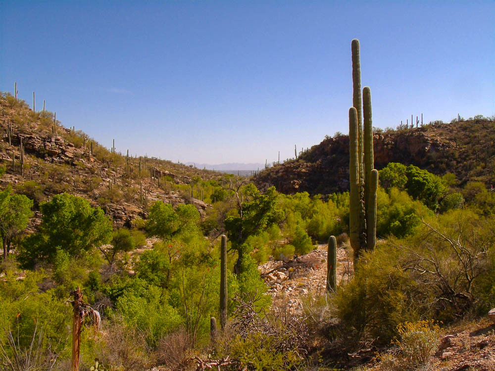 Sabino Canyon entrance.jpg Gedsc digital camera Dennis Golden Flickr