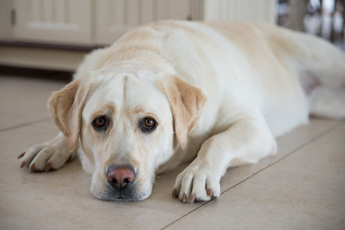 Bored Labrador Adri Smuts Flickr