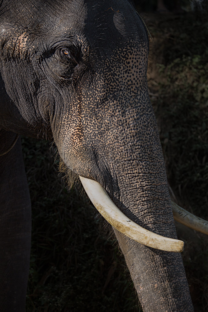 crying elephant sami kuosmanen Flickr