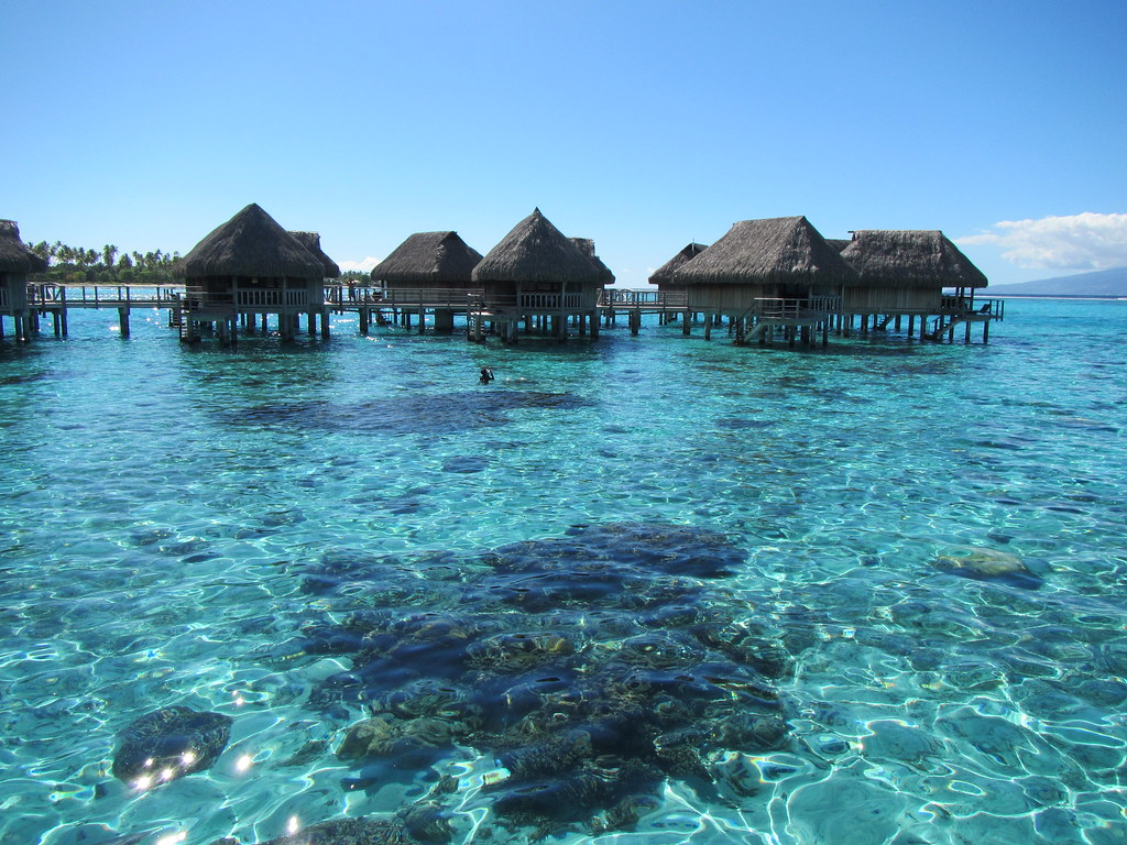 Moorea Coral reef next to our overwater bungalow in Moorea… Flickr