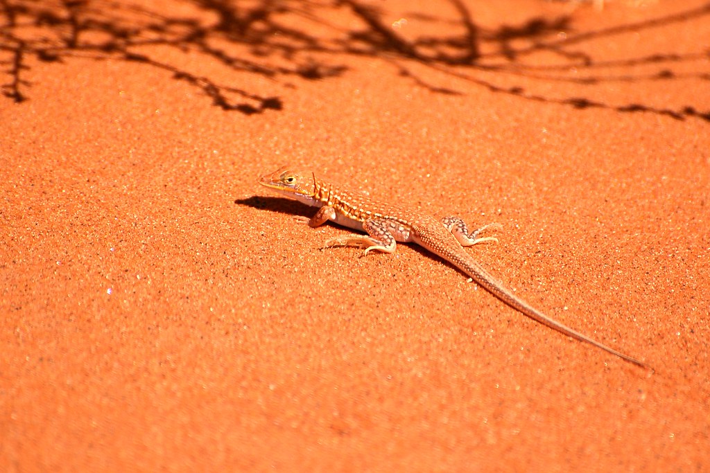 Namibian Sand Lizard Namibia Sorrel Lyall Flickr