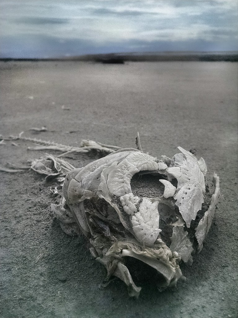 There are no fish in the Great Salt Lake. Aaron And Caroline Stone