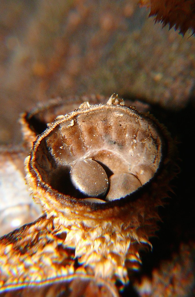 wooly Birds nest fungus Cyathus striatus Nidulariaceae Air… Flickr