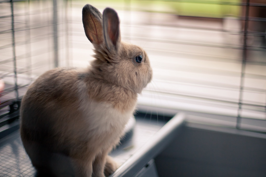 bunny shower Kelly Steenlandt Flickr
