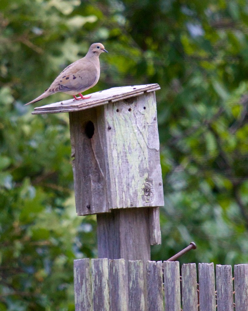 Dove on Birdhouse Bill Bumgarner Flickr