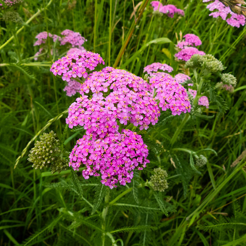 Pink yarrow flowers Wolves Wild