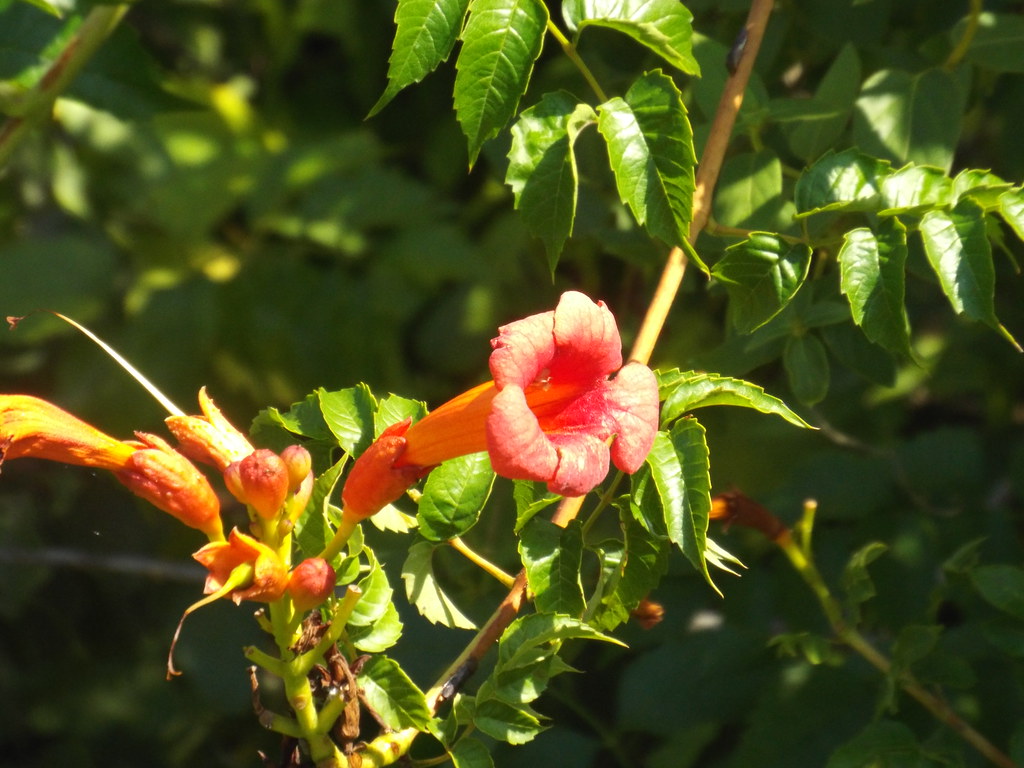 trumpet vine, trinirty river audubon center, dallas texas Flickr