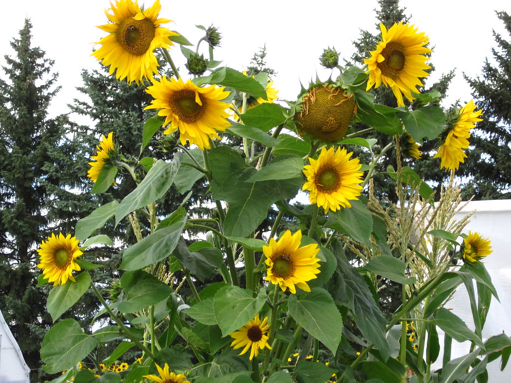 Impressive Sunflower at The University of Calgary Malcolm Flickr