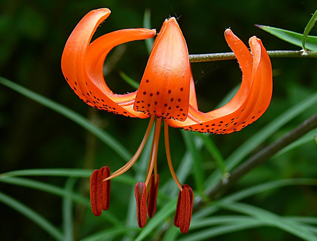 Tiger Lily. Tiger Lily flowers, according to the floral di… Flickr