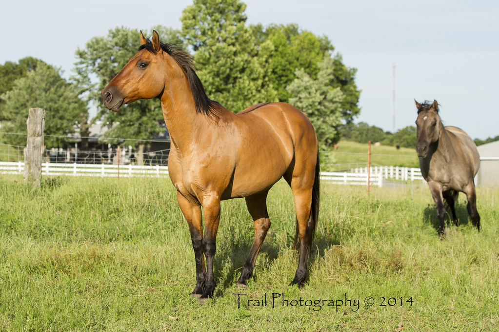 Dun and Grulla Quarter Horse Trail Photography Heather T Flickr