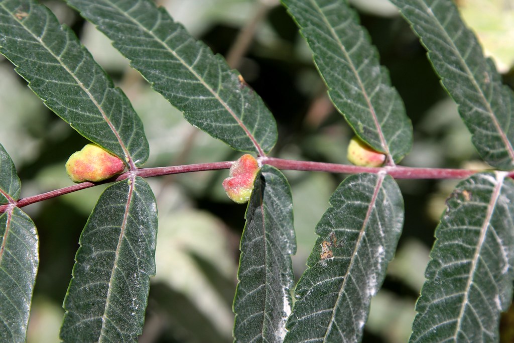 smooth sumac leaf galls (Melaphis rhois) IMG_0975 Female a… Flickr