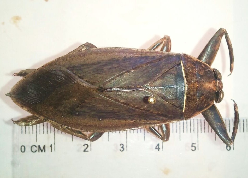 Uhler's Water Bug (Lethocerus uhleri), Jupiter, FL, 7914… Flickr