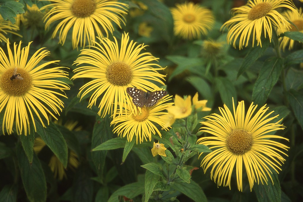 112b/2 Speckled Wood Bryn Bras Castle 7 August 1995 Flickr