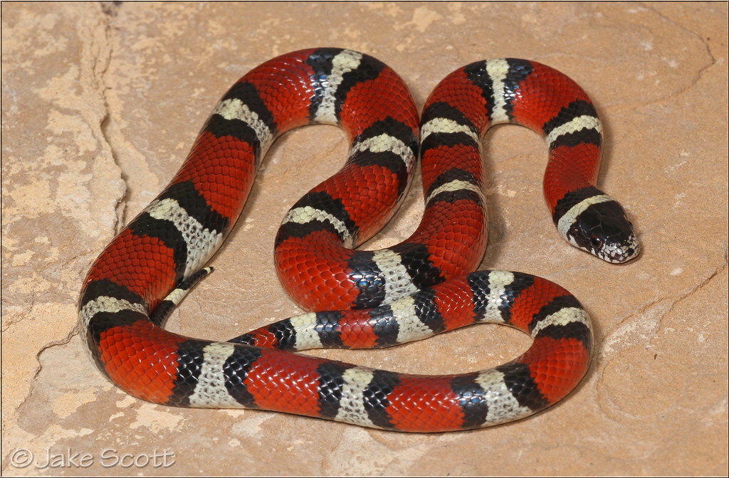 New Mexico Milk Snake (Lampropeltis triangulum celaenops