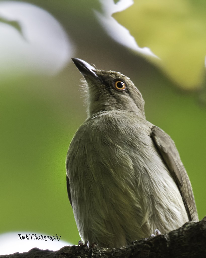 Red Eyed bulbul. Merbah Mata Merah The Asian redeyed